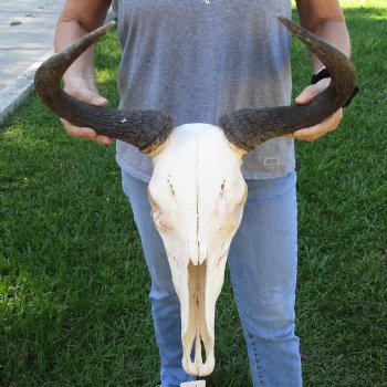 B-Grade African Blue Wildebeest Skull with 19" Horn Spread - $60