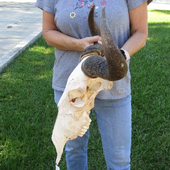 B-Grade African Blue Wildebeest Skull with 19" Horn Spread - $60