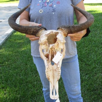 B-Grade African Blue Wildebeest Skull with 19" Horn Spread - $60