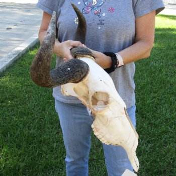 B-Grade African Blue Wildebeest Skull with 19" Horn Spread - $60