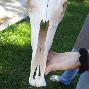 B-Grade African Blue Wildebeest Skull with 19" Horn Spread - $60