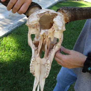 B-Grade African Blue Wildebeest Skull with 19" Horn Spread - $60