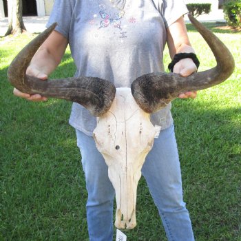 B-Grade African Blue Wildebeest Skull with 25" Horn Spread - $70