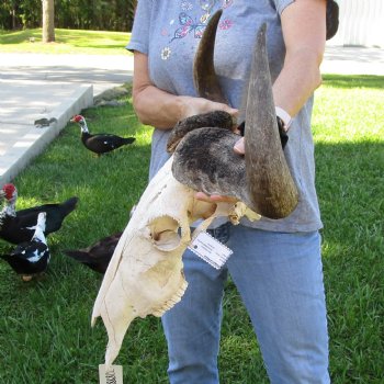 B-Grade African Blue Wildebeest Skull with 25" Horn Spread - $70