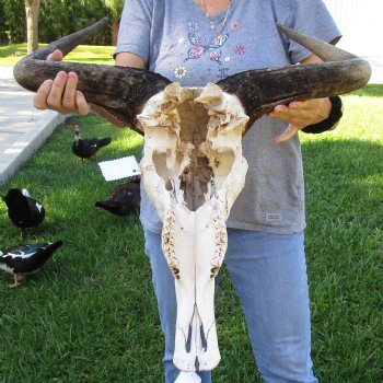 B-Grade African Blue Wildebeest Skull with 25" Horn Spread - $70