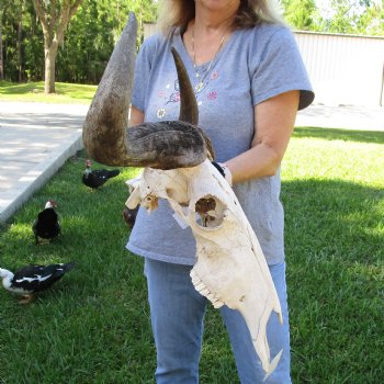 B-Grade African Blue Wildebeest Skull with 25" Horn Spread - $70