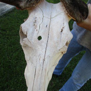 B-Grade African Blue Wildebeest Skull with 25" Horn Spread - $70