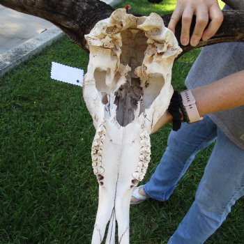 B-Grade African Blue Wildebeest Skull with 25" Horn Spread - $70