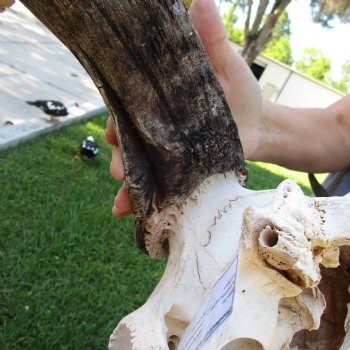 B-Grade African Blue Wildebeest Skull with 25" Horn Spread - $70