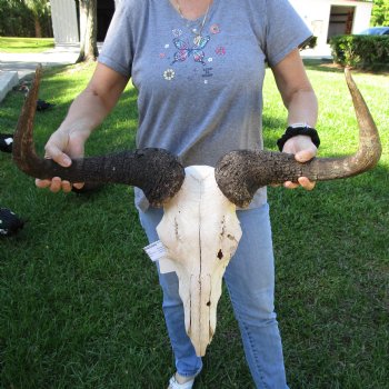 B-Grade African Blue Wildebeest Skull with 27" Horn Spread - $65