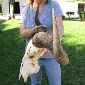 B-Grade African Blue Wildebeest Skull with 27" Horn Spread - $65