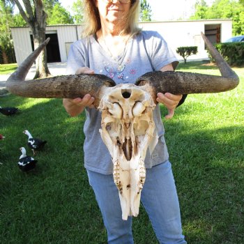 B-Grade African Blue Wildebeest Skull with 27" Horn Spread - $65