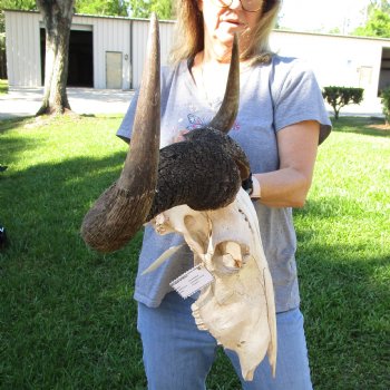 B-Grade African Blue Wildebeest Skull with 27" Horn Spread - $65