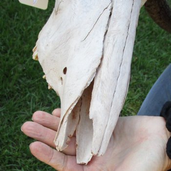 B-Grade African Blue Wildebeest Skull with 27" Horn Spread - $65