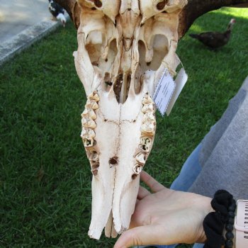 B-Grade African Blue Wildebeest Skull with 27" Horn Spread - $65