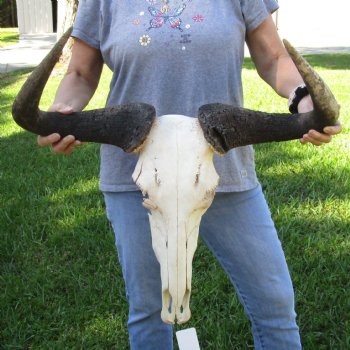 C-Grade African Blue Wildebeest Skull with 26" Horn Spread - $65