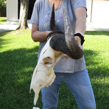 C-Grade African Blue Wildebeest Skull with 26" Horn Spread - $65