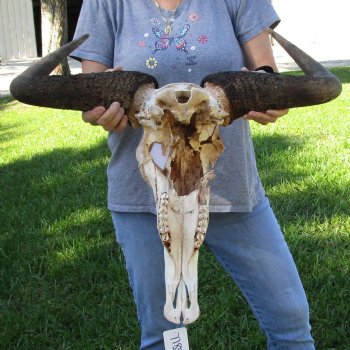 C-Grade African Blue Wildebeest Skull with 26" Horn Spread - $65