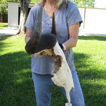 C-Grade African Blue Wildebeest Skull with 26" Horn Spread - $65