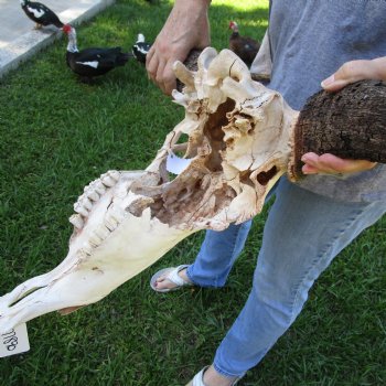 C-Grade African Blue Wildebeest Skull with 26" Horn Spread - $65