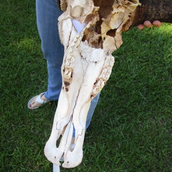 C-Grade African Blue Wildebeest Skull with 26" Horn Spread - $65