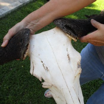 C-Grade African Blue Wildebeest Skull with 26" Horn Spread - $65