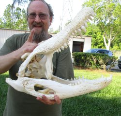 21 inch Authentic Florida Alligator Skull for Sale for $175