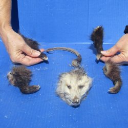 Preserved Opossum Head, Legs, & Tail - <font color=red>Special Price </font>$30