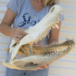 B-Grade 21" Florida Alligator Skull - $150