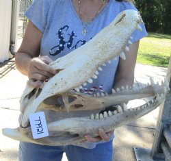B-Grade 22" Florida Alligator Skull - $150