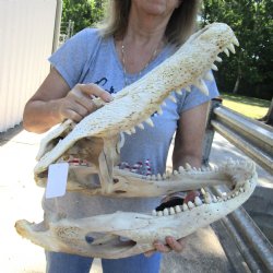 B-Grade 21" Florida Alligator Skull - $150