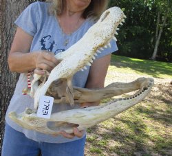 21 inch Authentic Florida Alligator Skull - Buy Now for $100