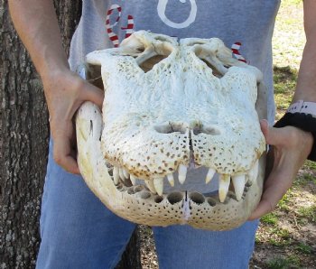 21 inch Authentic Florida Alligator Skull - Buy Now for $100