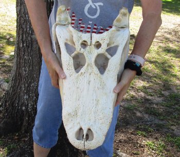 21 inch Authentic Florida Alligator Skull - Buy Now for $100