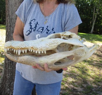 21 inch Authentic Florida Alligator Skull - Buy Now for $100