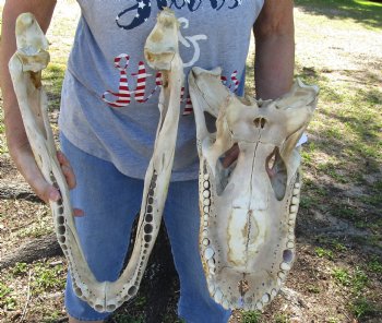 21 inch Authentic Florida Alligator Skull - Buy Now for $100