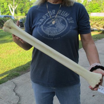 25" Giraffe Metatarsal Leg Bone - $90