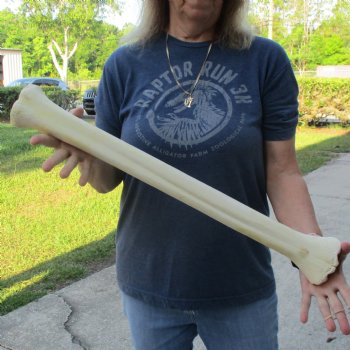 25" Giraffe Metatarsal Leg Bone - $90