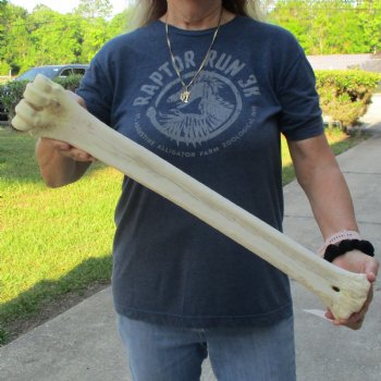 24" Giraffe Metatarsal Leg Bone - $80