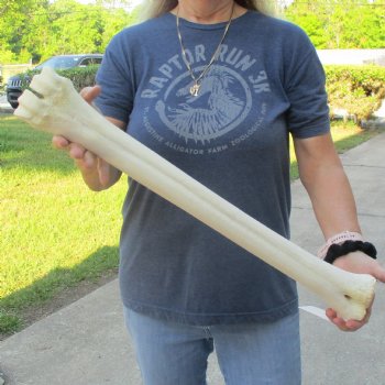 24" Giraffe Metatarsal Leg Bone - $80