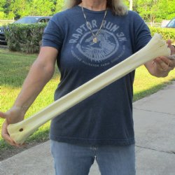 25" Giraffe Metatarsal Leg Bone - $90