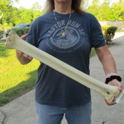 24" Giraffe Metacarpal Leg Bone - $80