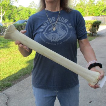 24" Giraffe Metacarpal Leg Bone - $80