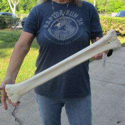 24" Giraffe Metacarpal Leg Bone - $80