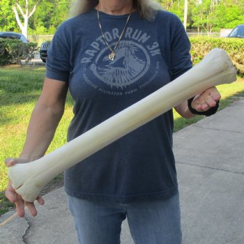 24" Giraffe Metacarpal Leg Bone - $80