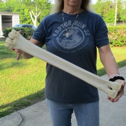 24" Giraffe Metacarpal Leg Bone - $80