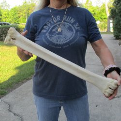 24" Giraffe Metacarpal Leg Bone - $80