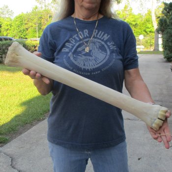 24" Giraffe Metacarpal Leg Bone - $80