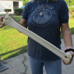 24" Giraffe Metatarsal Leg Bone - $80