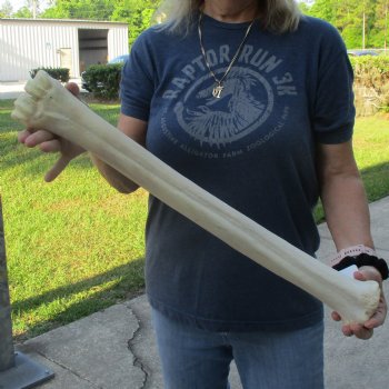 24" Giraffe Metatarsal Leg Bone - $80